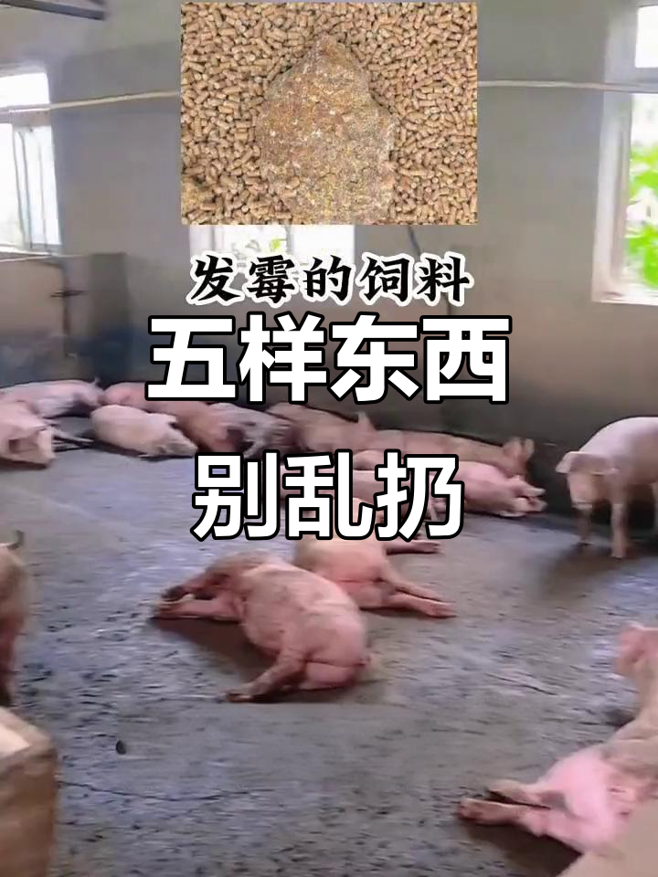 猪圈里的致命隐患:这些常见物品能毒死大肥猪