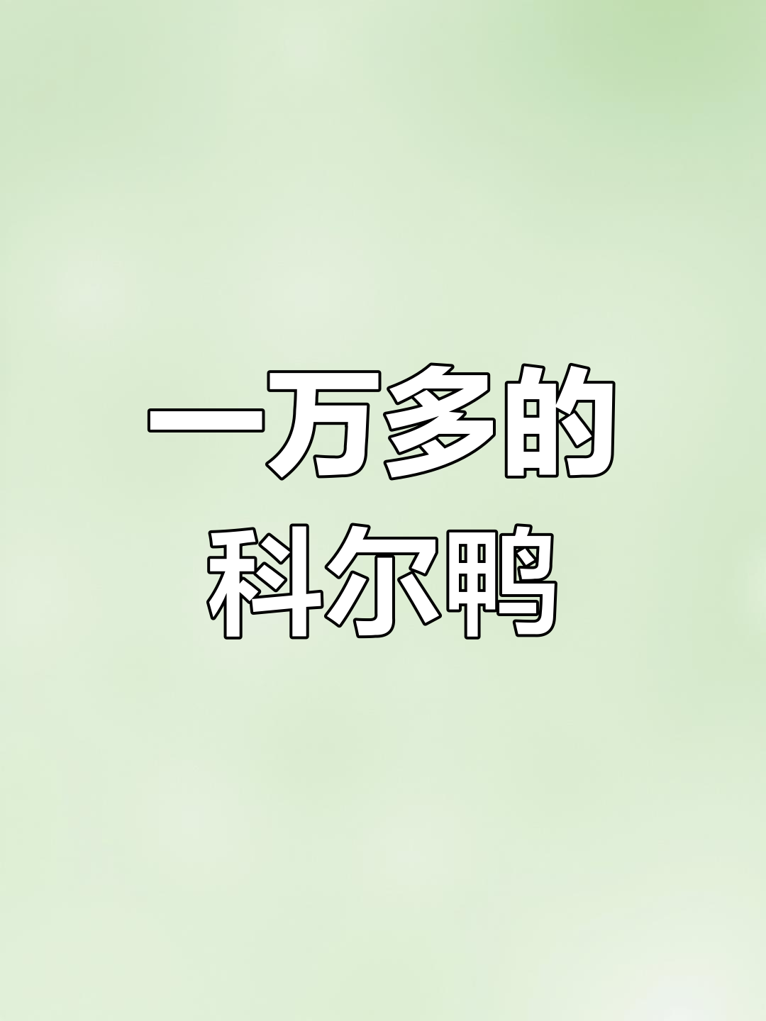 世界上最贵的宠物鸭,万元一只