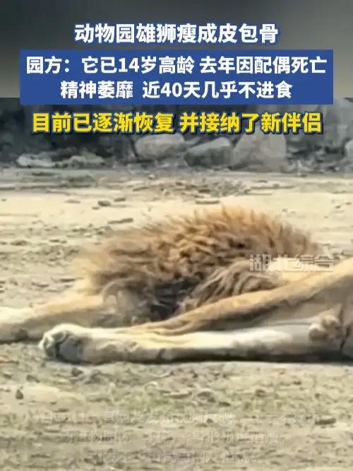 本溪市动植物园一狮子瘦成皮包骨,园方回应