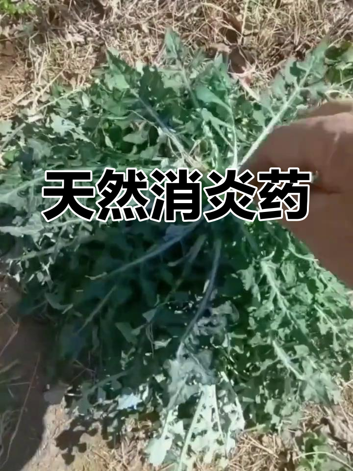泥胡菜,天然消炎止痛蔬菜,你家乡有吗?