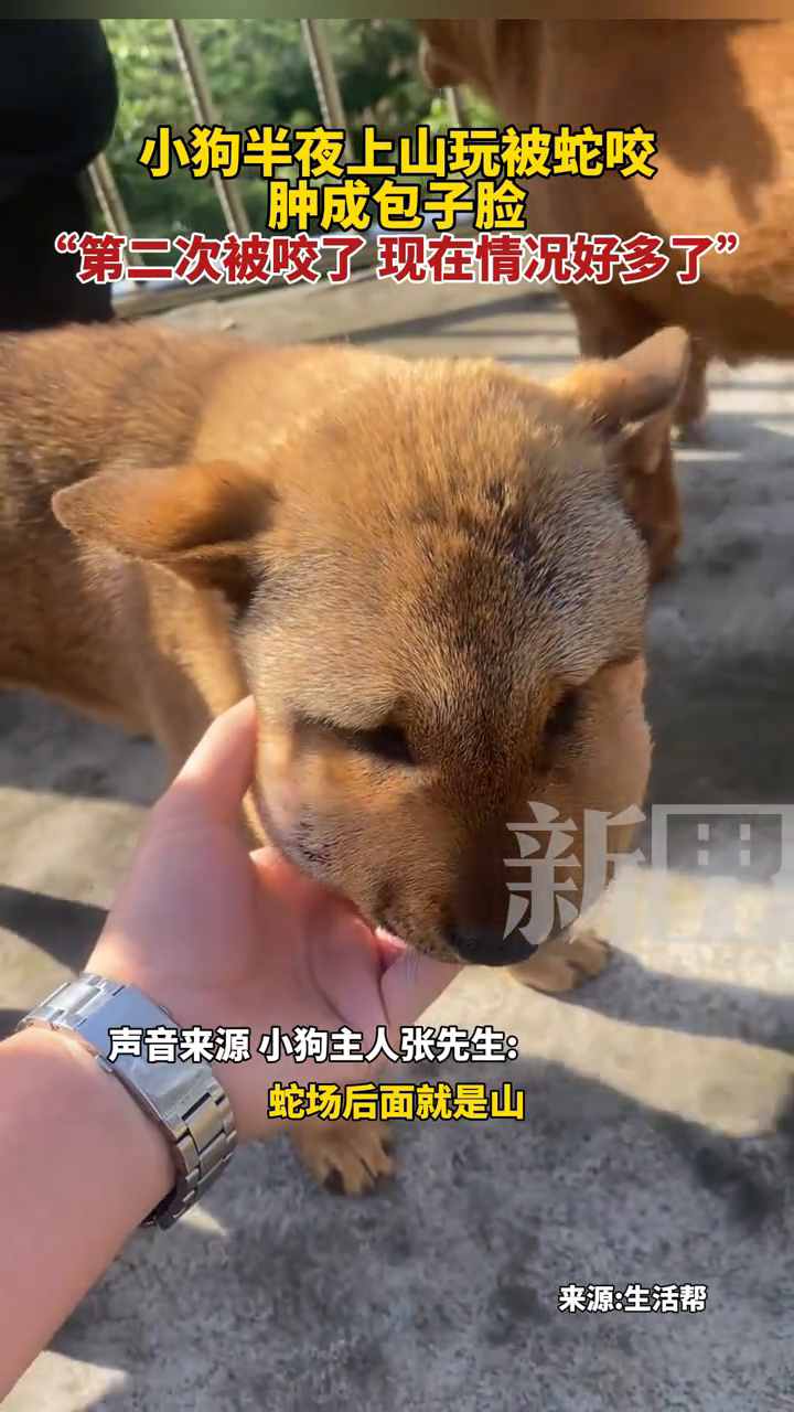 小狗半夜上山玩被蛇咬,肿成包子脸,第二次被咬,现在情况好多了