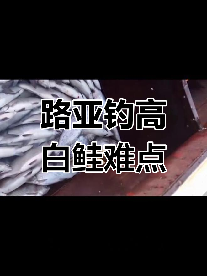 高白鲑钓鱼技巧探讨