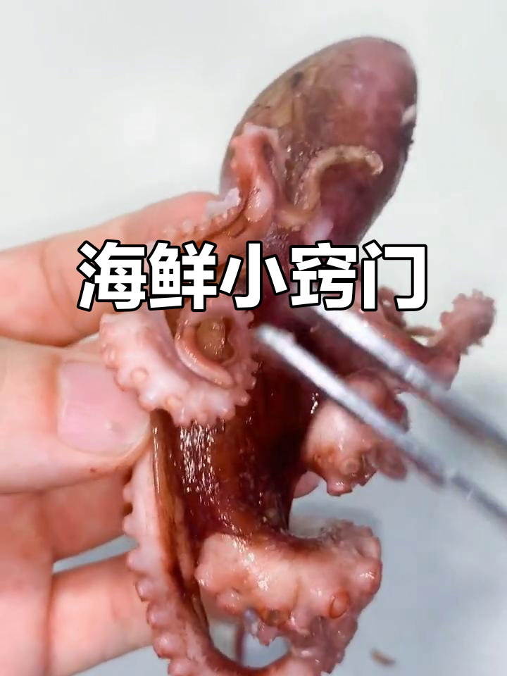 学会辨别八爪鱼性别,海鲜知识大揭秘!