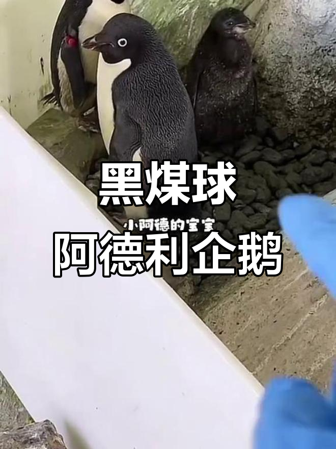 阿德利企鹅宝宝:黑不溜秋的小可爱,萌态十足