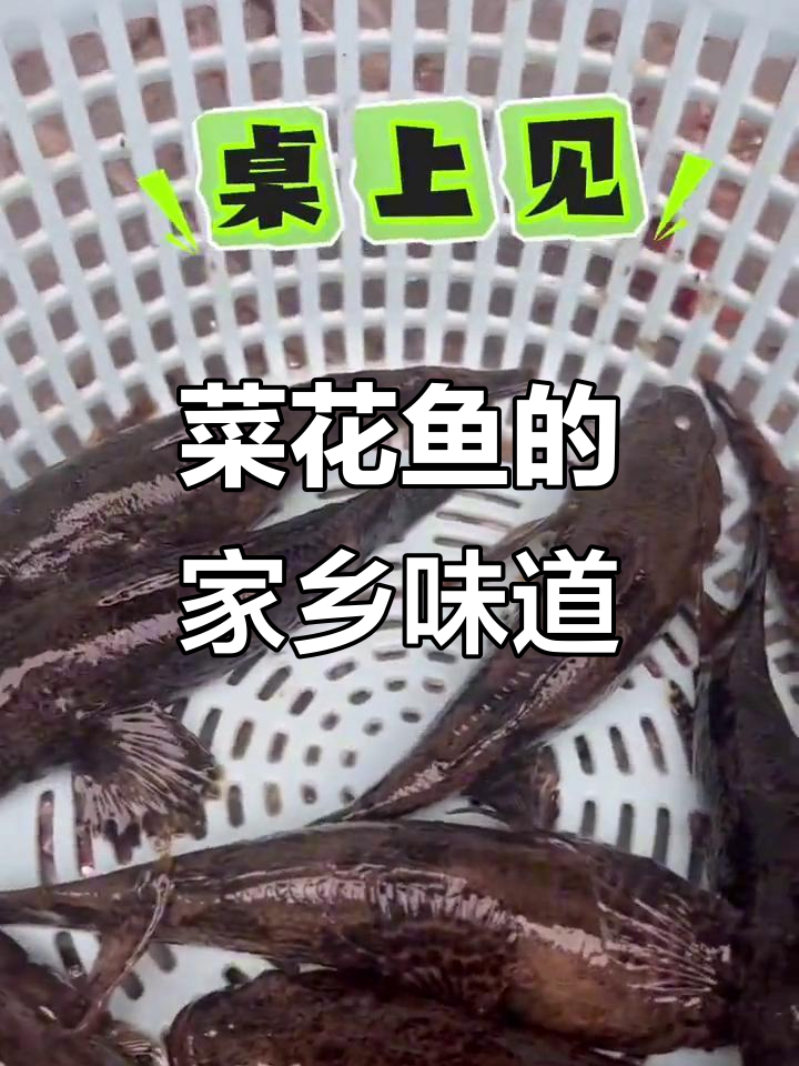 菜花鱼季节来啦,家乡味满满!