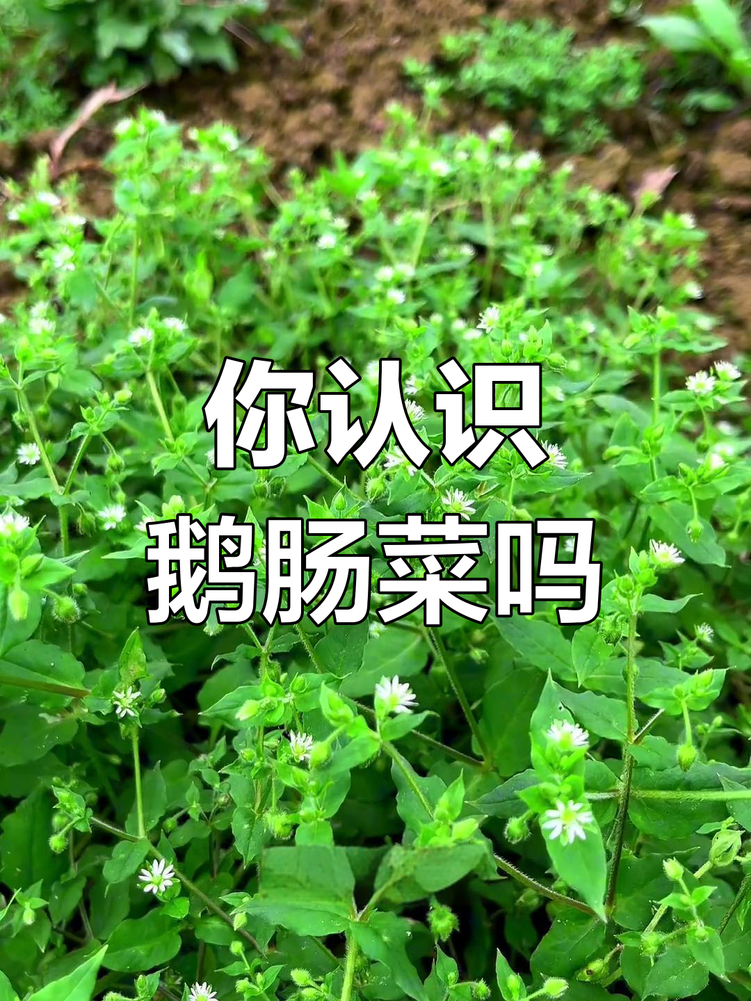 鹅肠菜:田间常见却少人知的植物