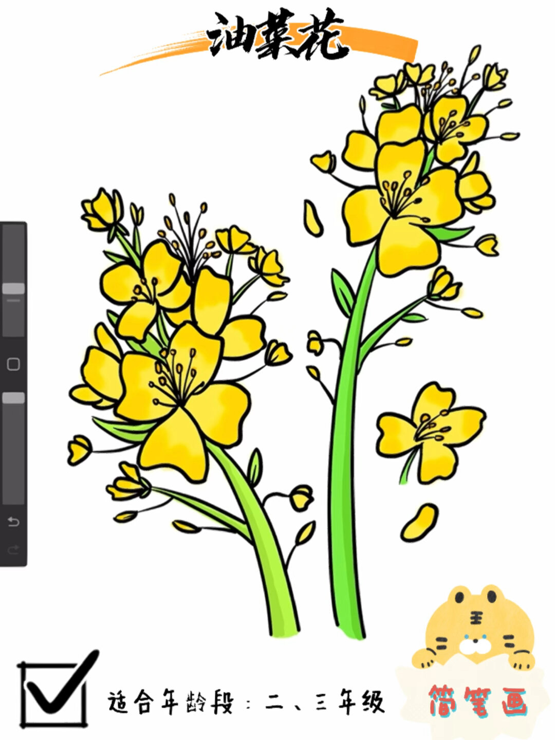 油菜花简笔画|植物花卉|二三年级