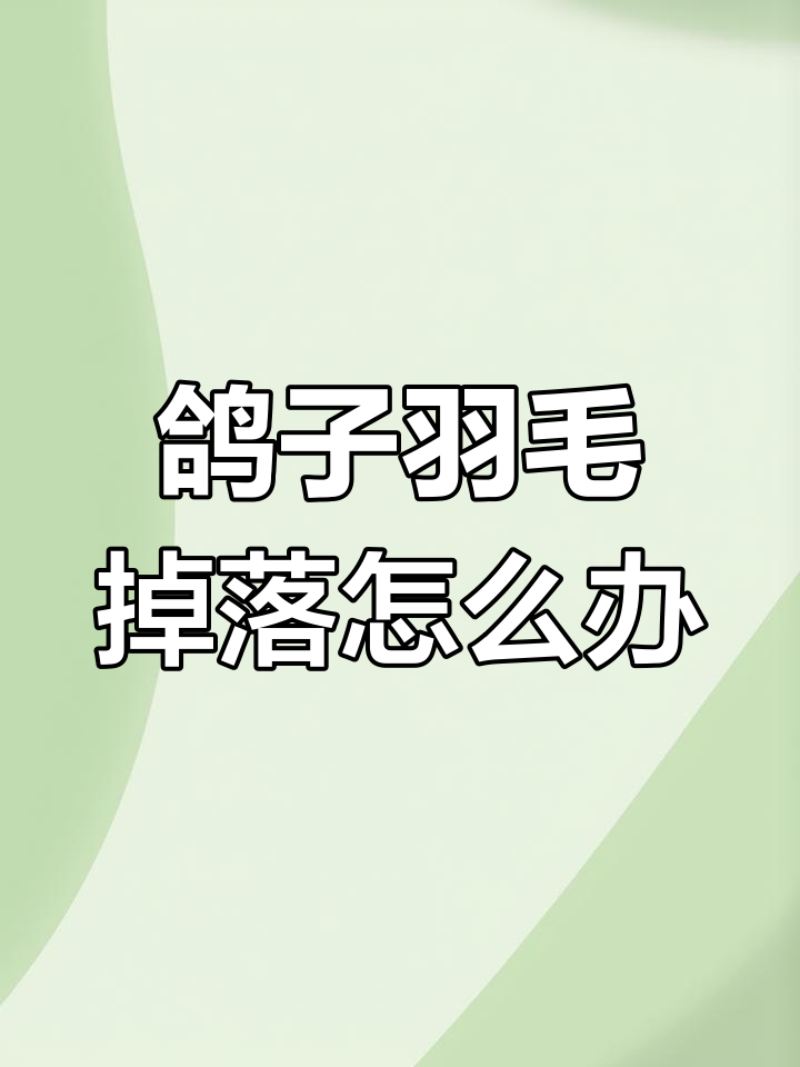 鸽子掉毛原因及应对方法