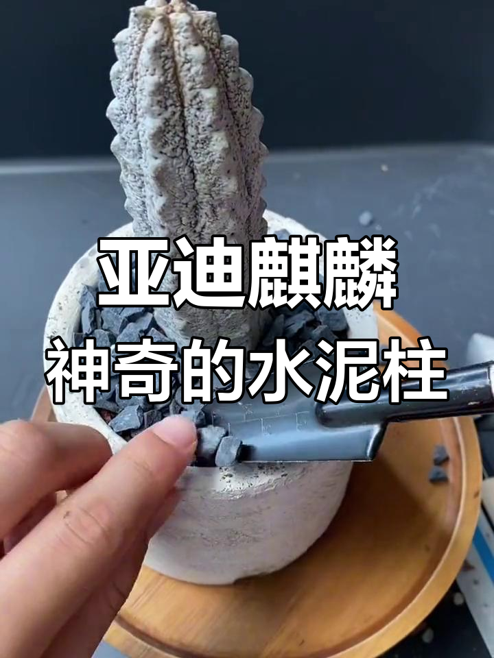 亚迪麒麟多肉:水泥柱般的奇特植物,生长缓慢却魅力十足