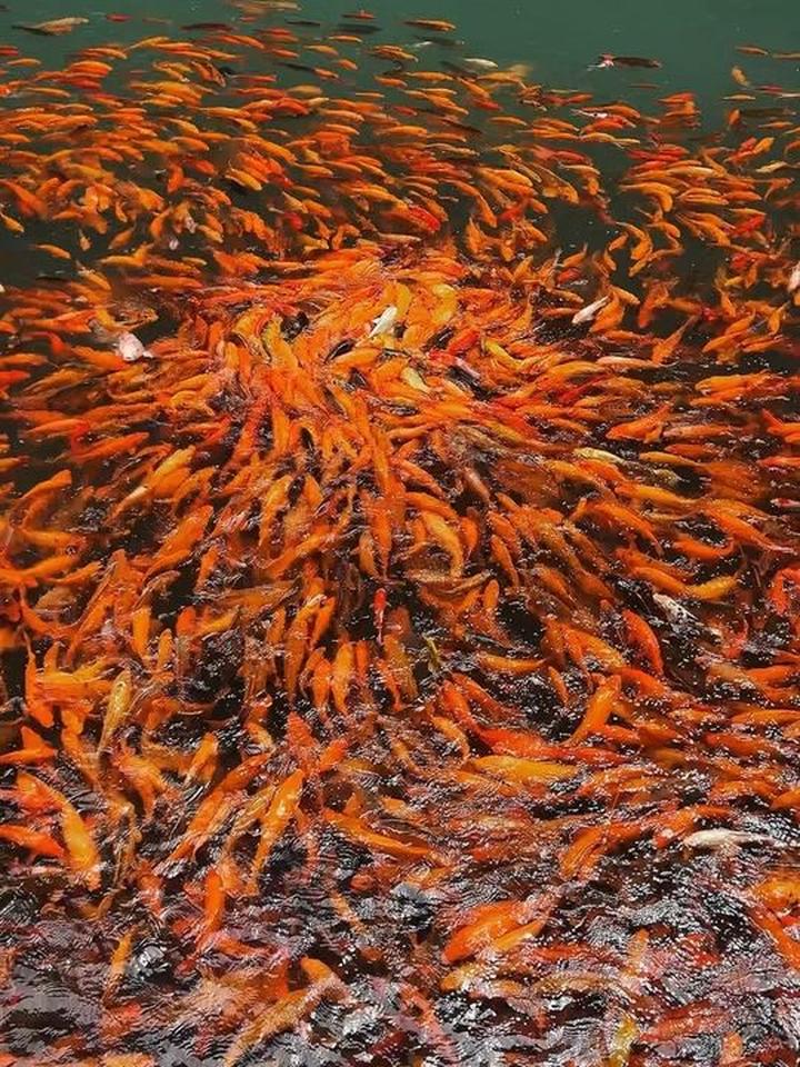 锦鲤要是能得水，那生活一定能一帆风顺