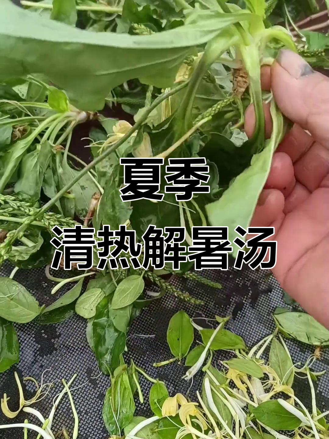 鱼腥草、车前草、金银花,夏日清凉煮水配方大揭秘