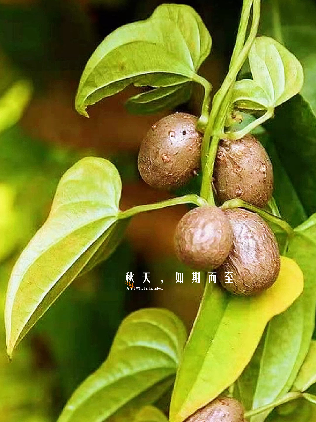 小小山药豆大大功效 你不会还没吃过吧?