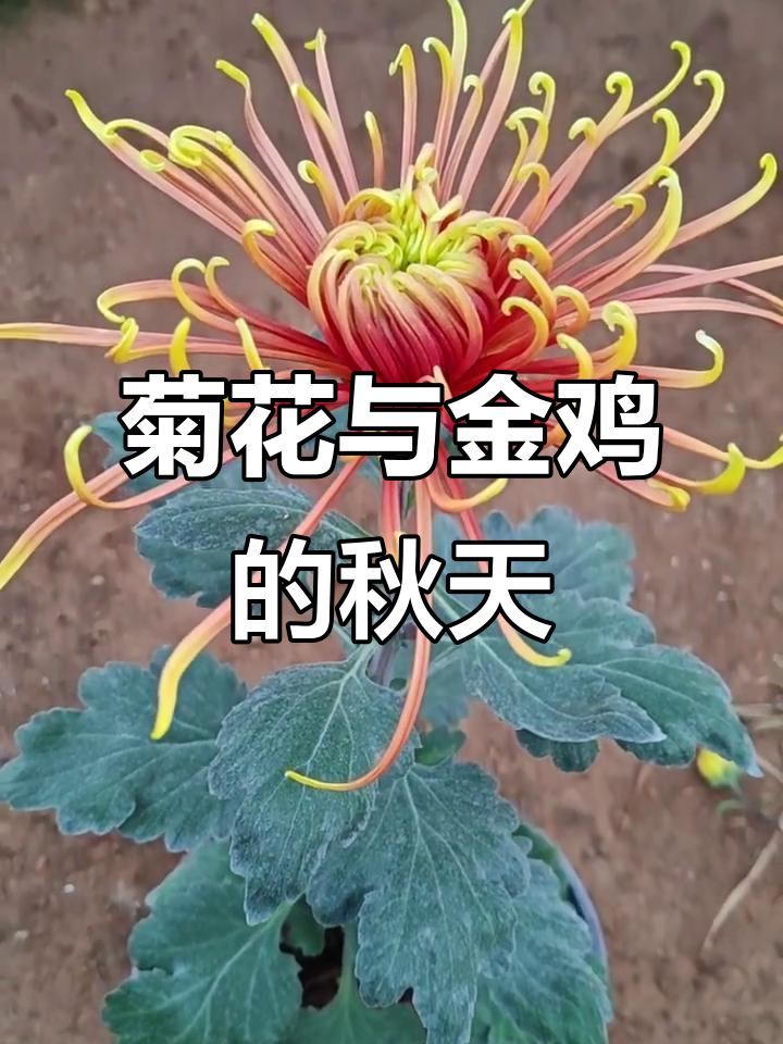 秋菊盛开,金鸡报晓,美景尽收眼底