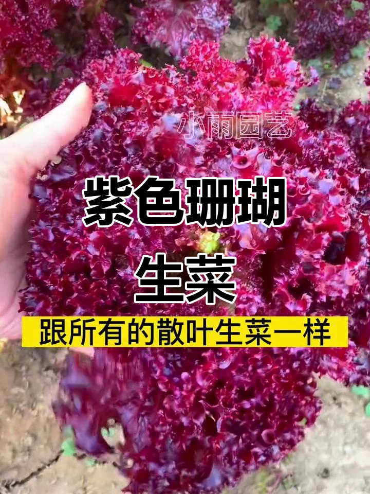 紫叶生菜:花青素丰富,像珊瑚一样美丽,适合家庭种植