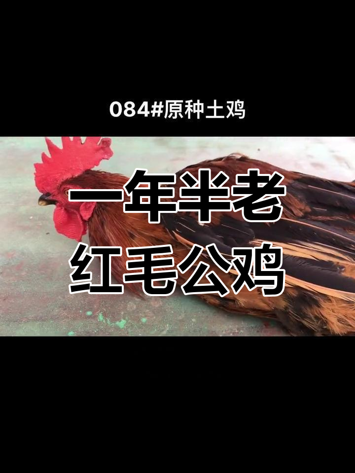 纯种土公鸡,山野放养一年半以上