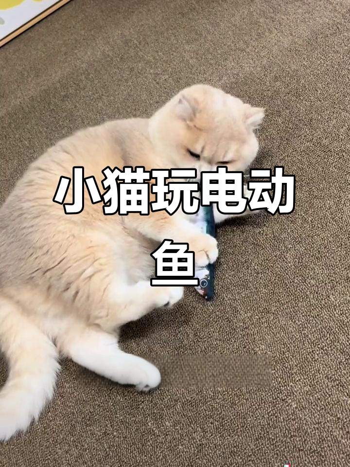 电动小鱼太逼真,猫咪抱着不放!