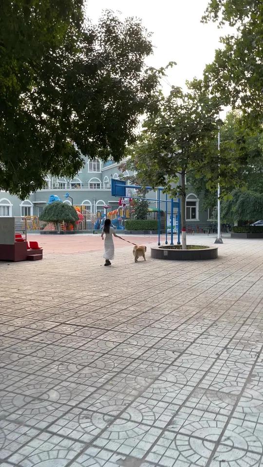 金毛 小鸡毛