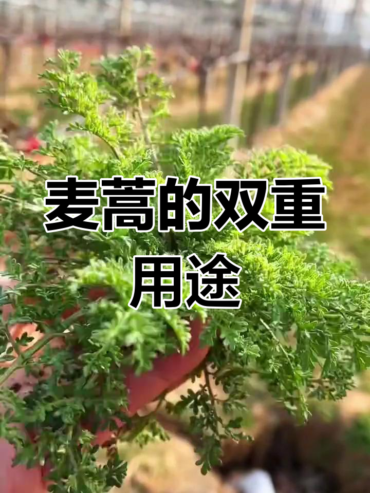 麦蒿,野菜与油料双重身份的一年生草本