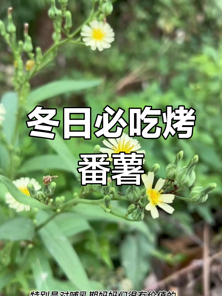 冬季烤番薯必备:赤果菊,山莴苣的独特价值