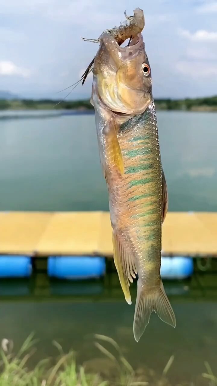 小虾米钓桃花鱼超好钓