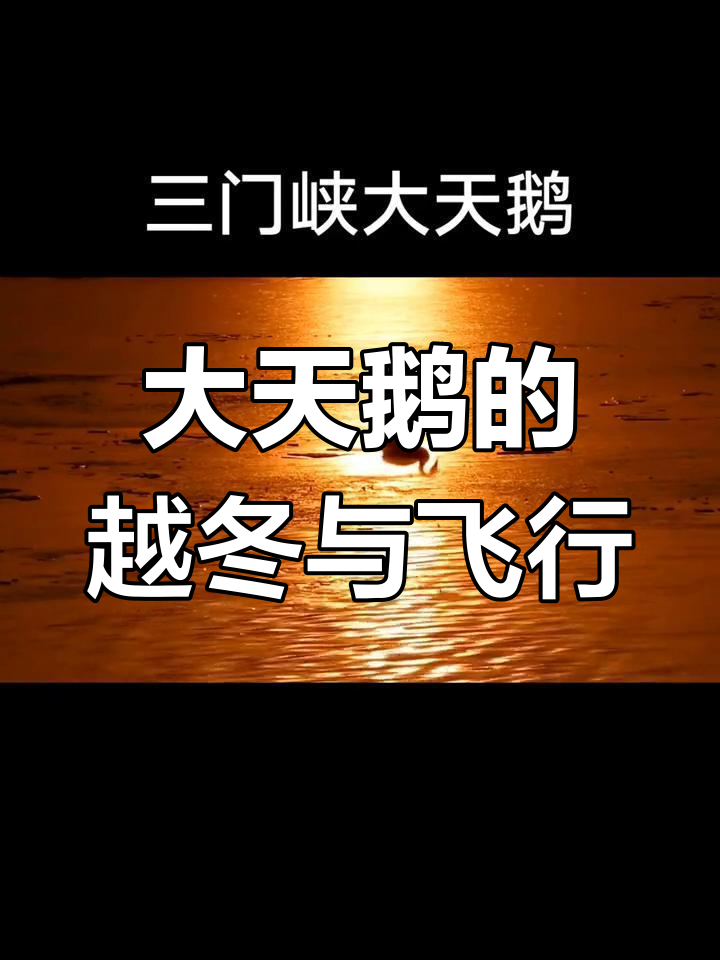 黄河湿地的大天鹅迁徙故事