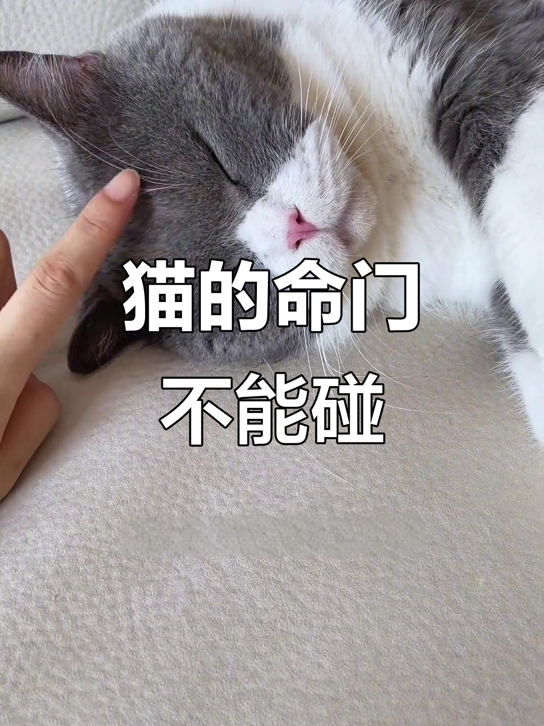 猫咪这些部位千万别打,否则后果不堪设想