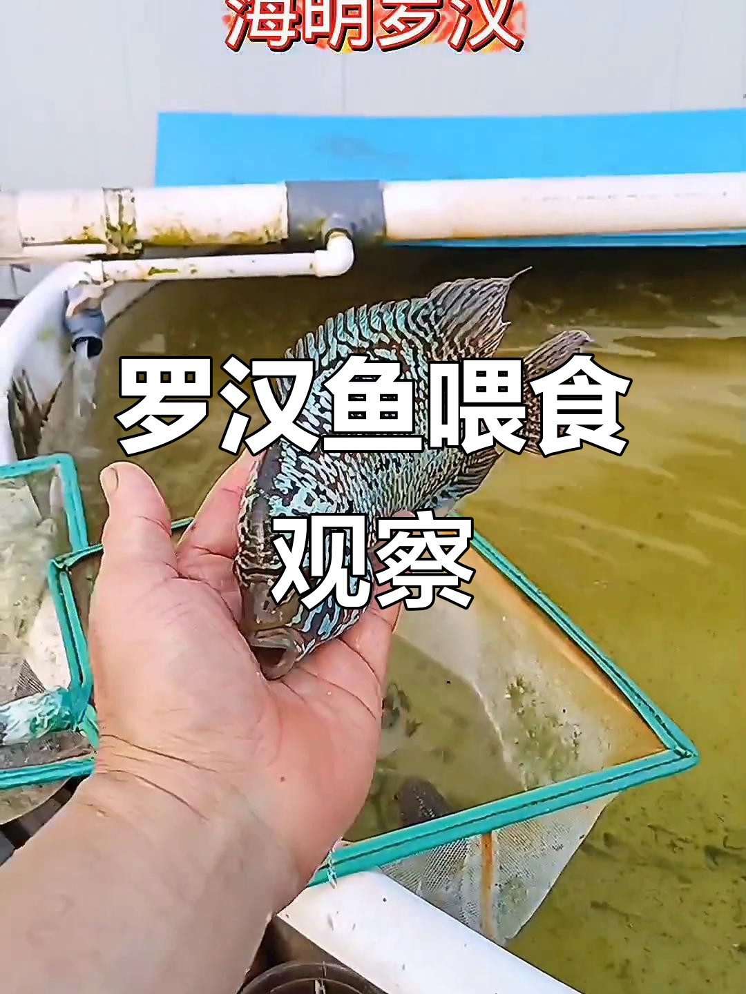 罗汉鱼跳缸底，亮片够不够？看这些幻彩金花如何变化