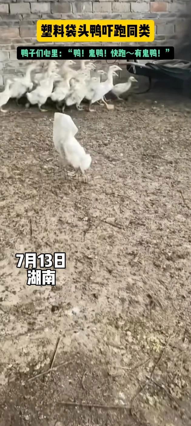 鸭子头戴塑料袋,吓得同类四处逃窜