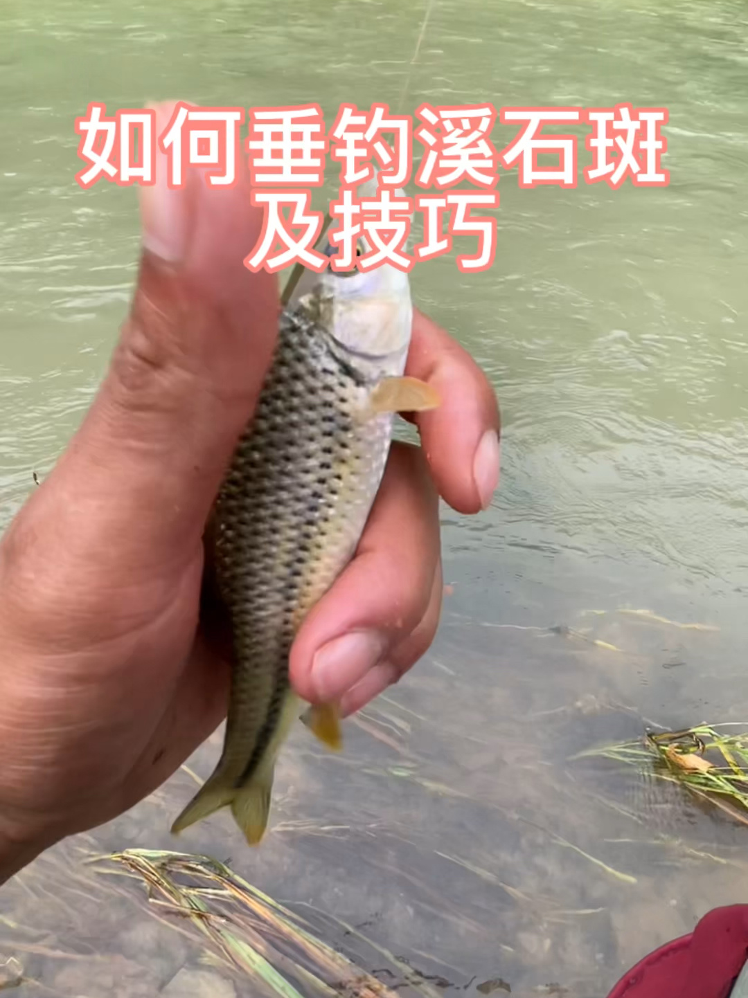 如何垂钓溪石斑及技巧