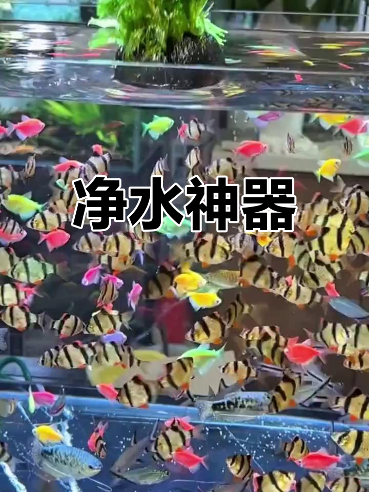 水罗兰陀草,鱼缸里的天然净化器,轻松生长无需特殊条件