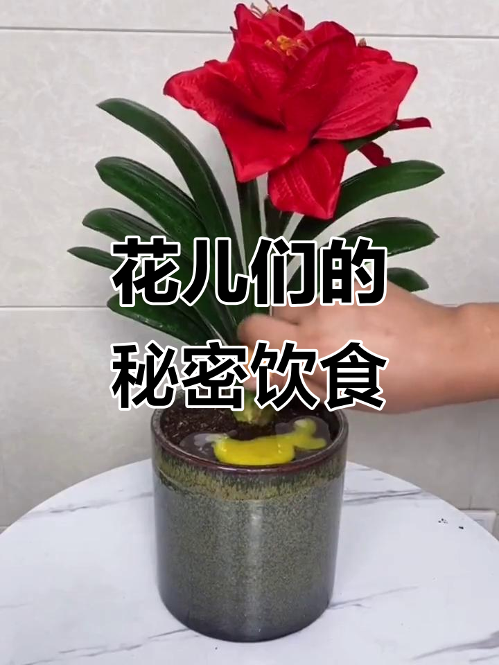 君子兰吃鸡蛋,金钱树喝啤酒,绿萝黄豆汤更健康