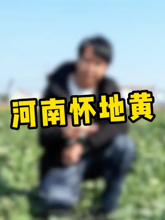 看着不起眼的“菜”，竟然是地黄？