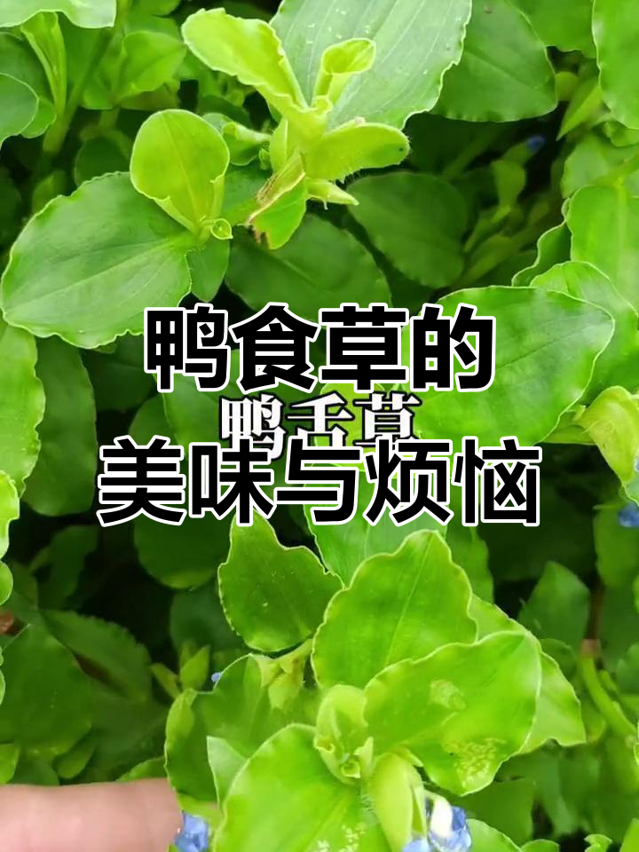 鸭舌草:美味又讨厌的野菜,农民朋友却恨之入骨