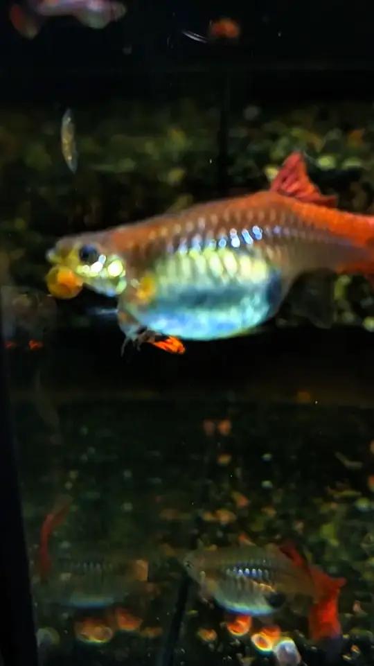 孔雀鱼的繁殖信号——胎斑