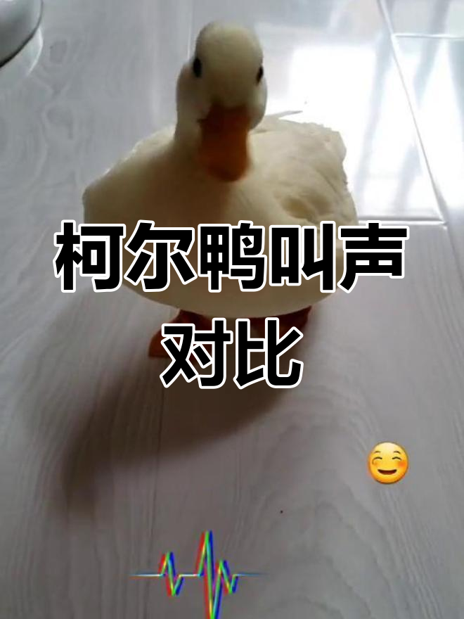 三只柯尔鸭叫声大比拼,音区不同性格各异