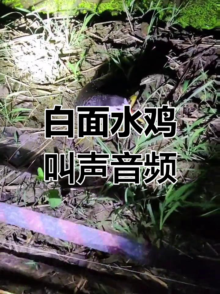夜晚白面水鸡的叫声