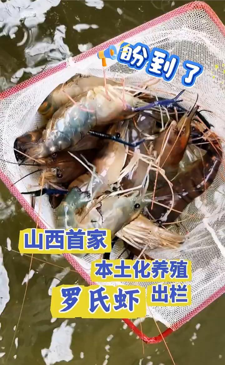 盼到了！家门口的鲜活滋味，山西首家本土化养殖罗氏虾出栏