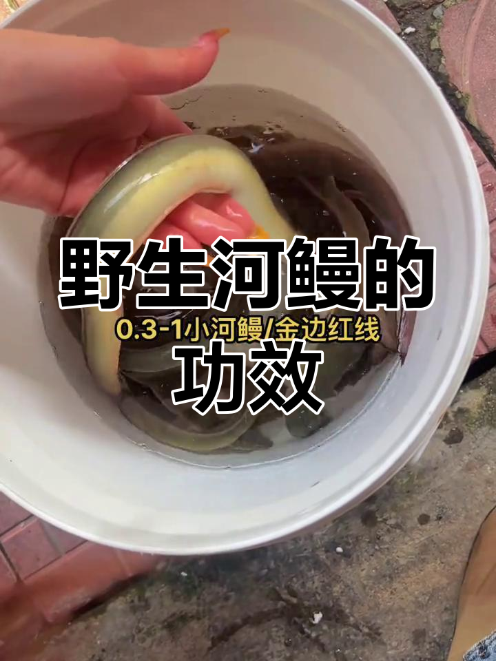 野生河鳗的美丽与功效,金边红线让人惊艳