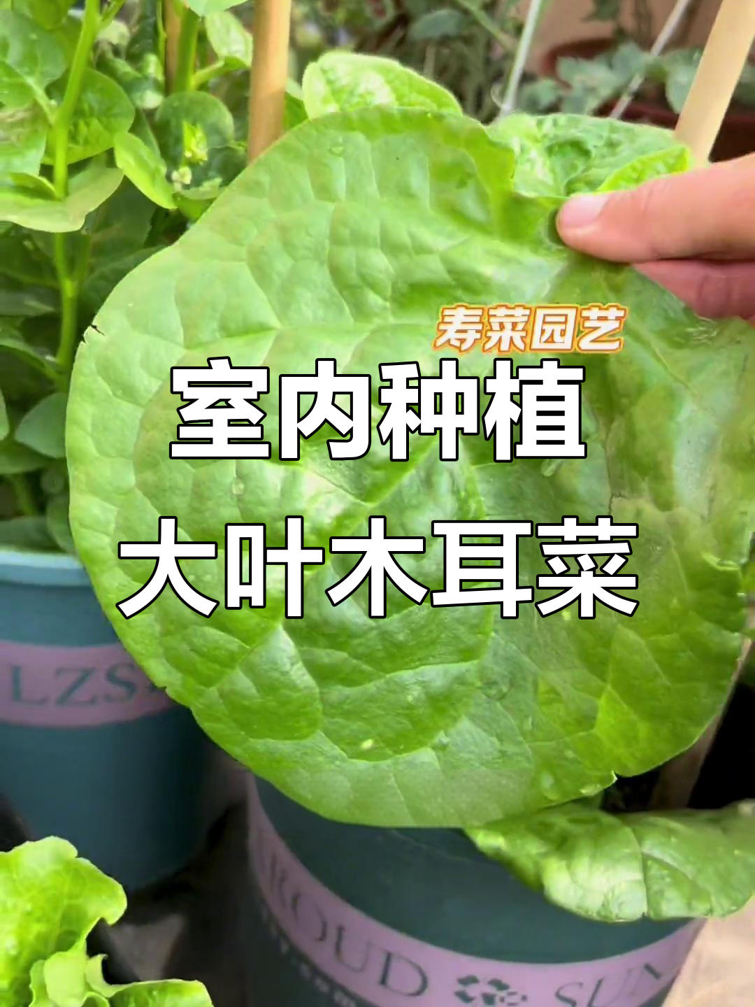 阳台小院种木耳菜,营养丰富又简单