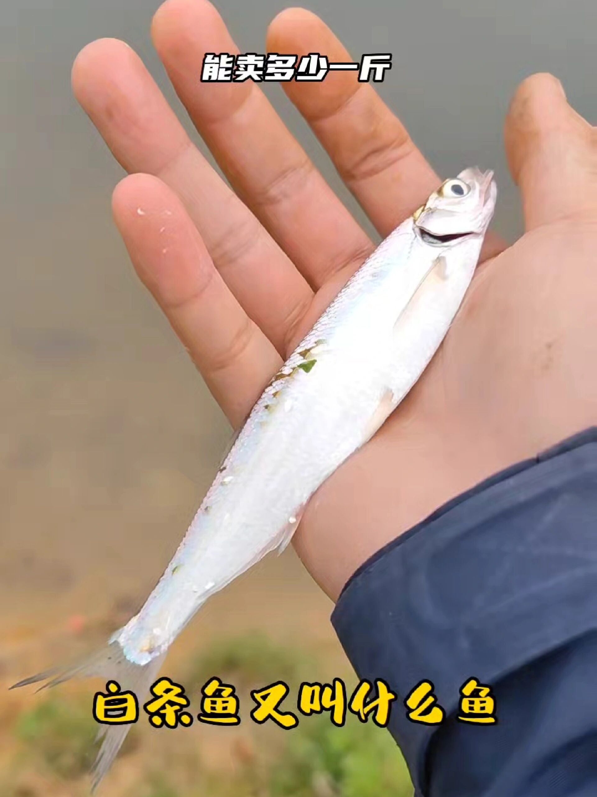 白条鱼又叫什么鱼,你钓过的有多大