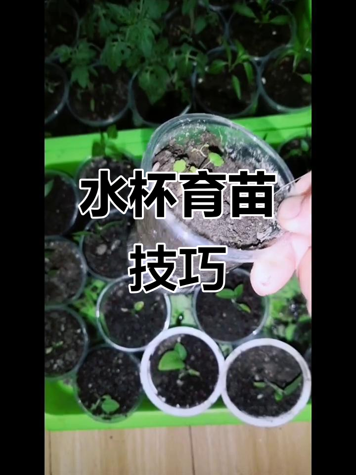 用一次性水杯和酸奶盒育苗,番茄、辣椒、草莓都能轻松种