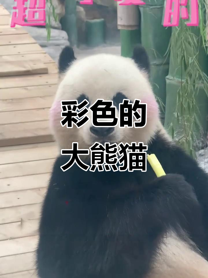大熊猫也有彩色照片,太可爱了!
