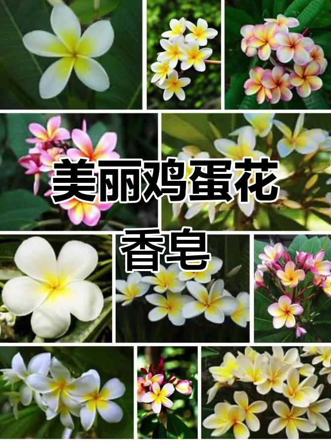 鸡蛋花香气四溢,两种颜色都超美!