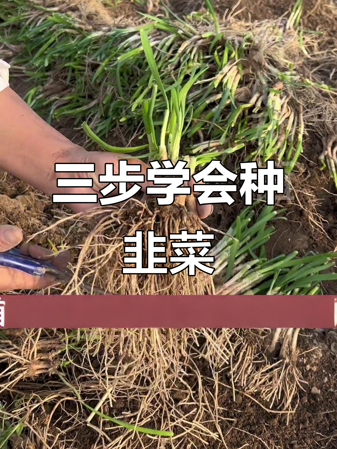 韭菜根种植技巧:三步教你种出优质紫根宽叶韭菜