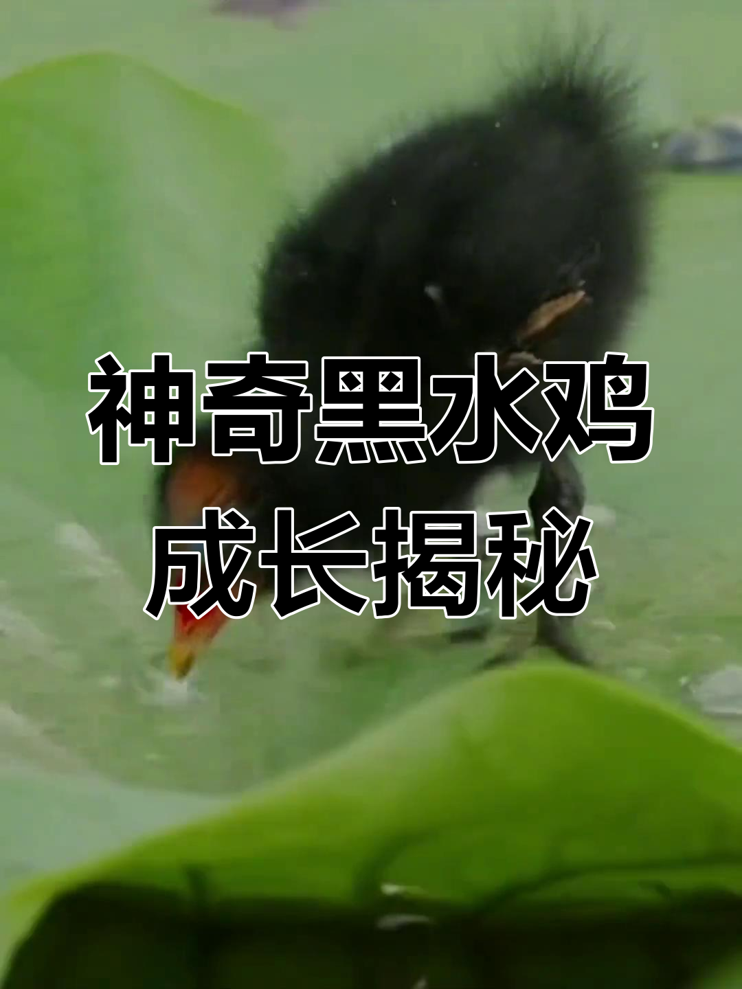 黑水鸡雏鸟成长记:从绒羽到飞行,只需70天