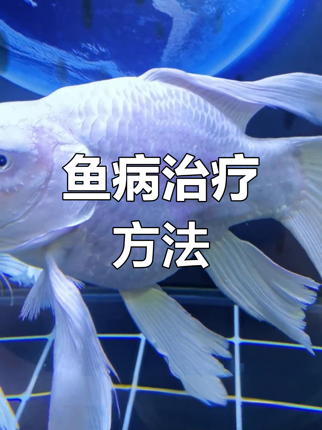 蝴蝶鲤鱼病治疗全过程,如何有效应对红血块和烂身问题