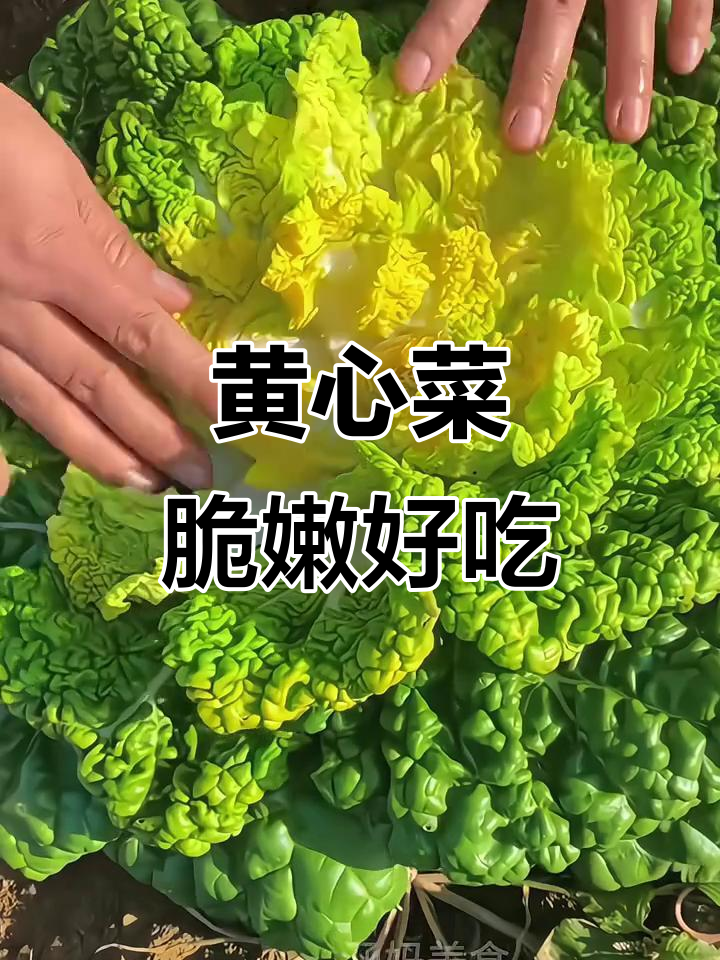 河南信阳黄心菜,脆嫩清甜,火锅炒菜都美味