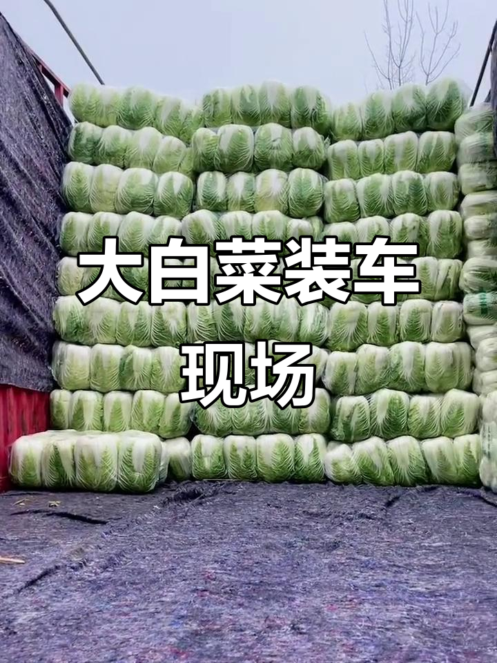 师傅装车技艺惊艳，大白菜包装完美无缺