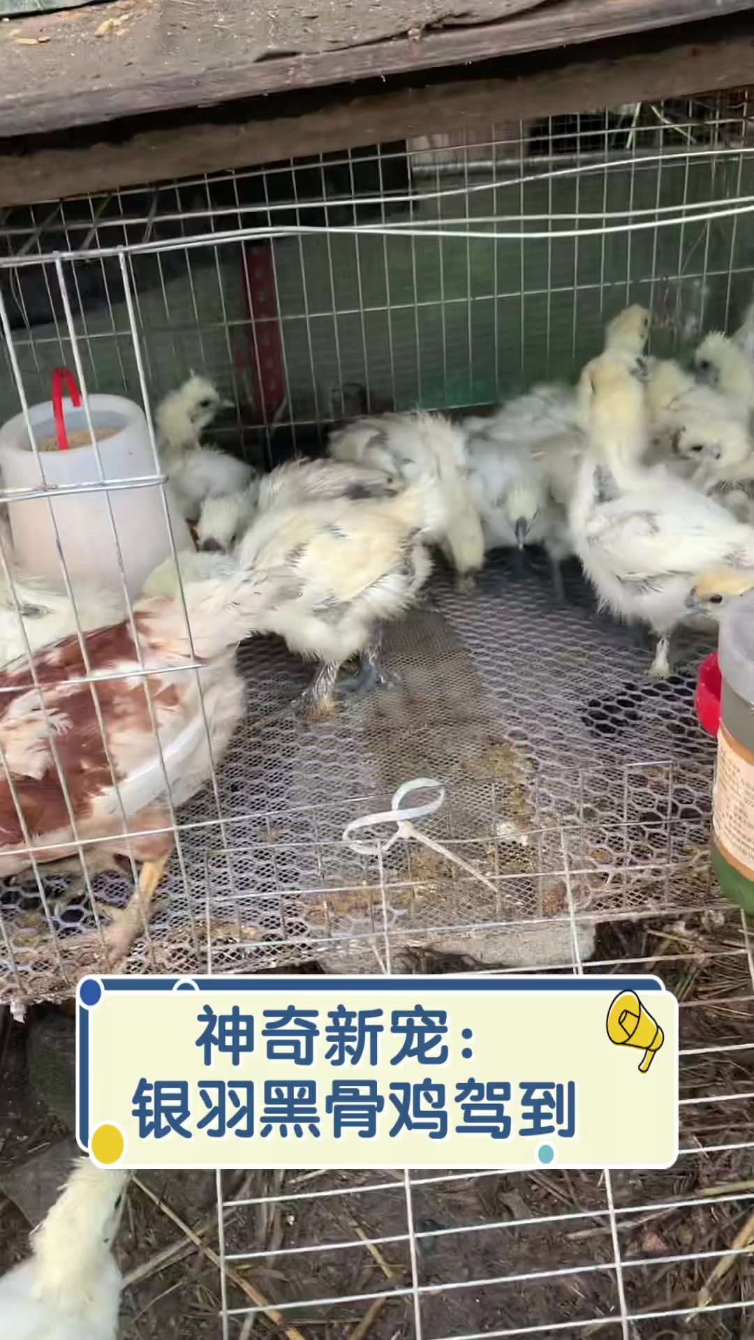 神奇新宠:银羽黑骨鸡驾到