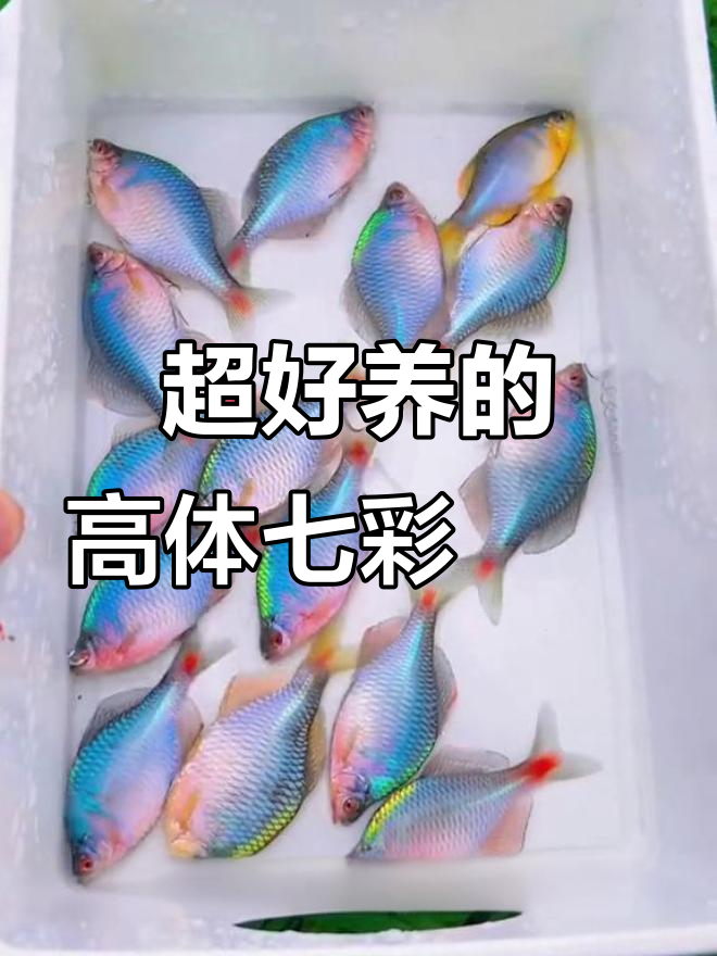 七彩鳑鲏鱼:超耐养的观赏精灵,几乎不挑环境